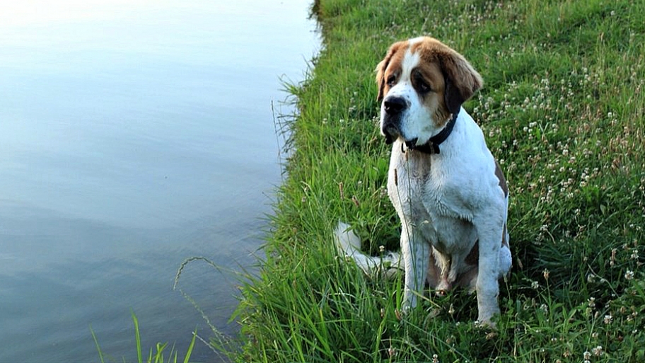 dog, dog health, dog health threats,spring and dog health